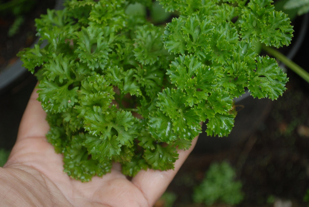 Curly Parsley • بقدونس مجعد - plantnmore