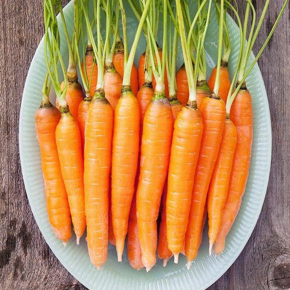 Carrot Scarlet Nantes •  جزر نانتس - plantnmore