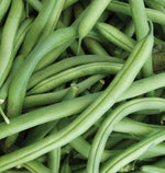 Bean Pole Kentucky • فاصوليا طويلة - plantnmore
