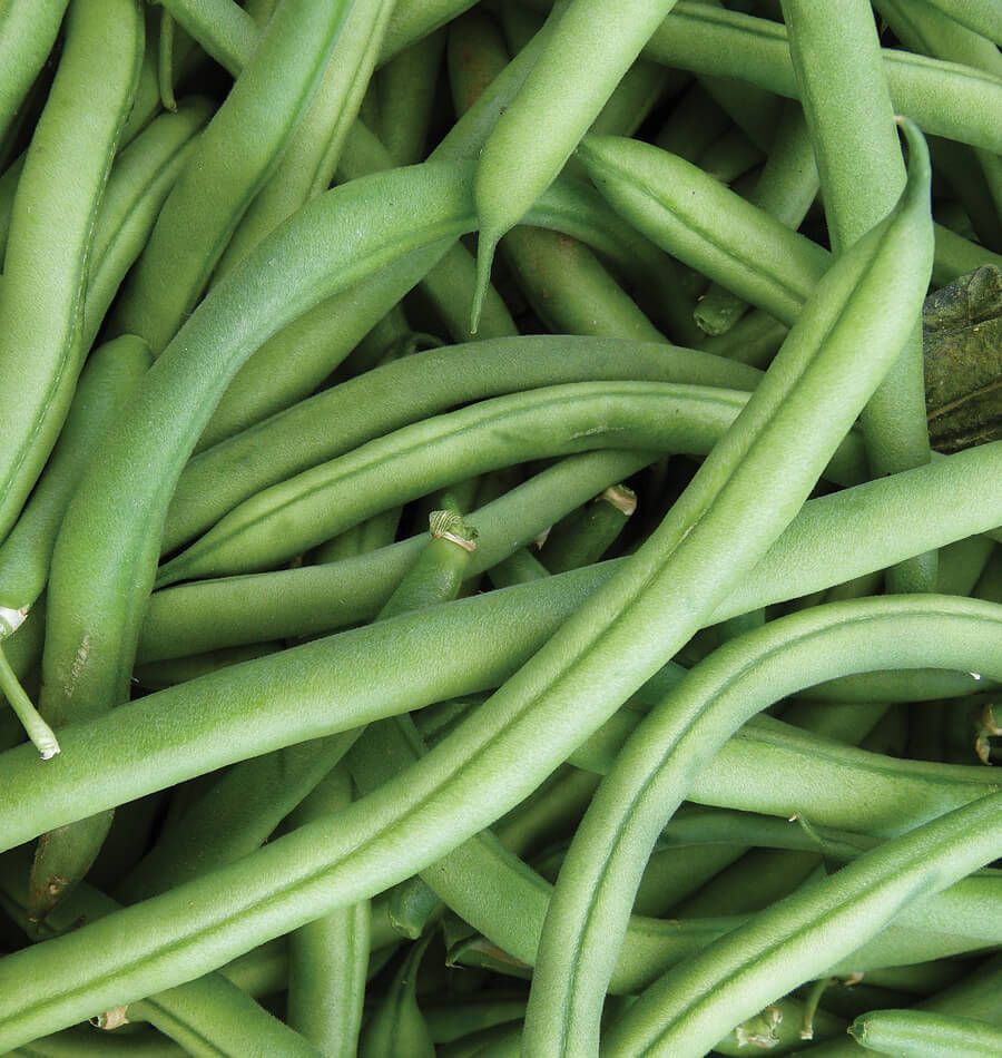 Bean Pole Kentucky • فاصوليا طويلة - plantnmore