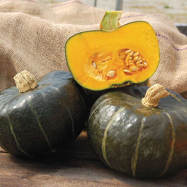 Pumpkin Burgess Buttercup • قرع الزبدة - plantnmore