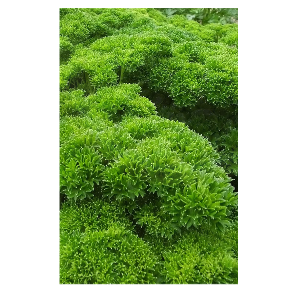 Curly Parsley • بقدونس مجعد - plantnmore