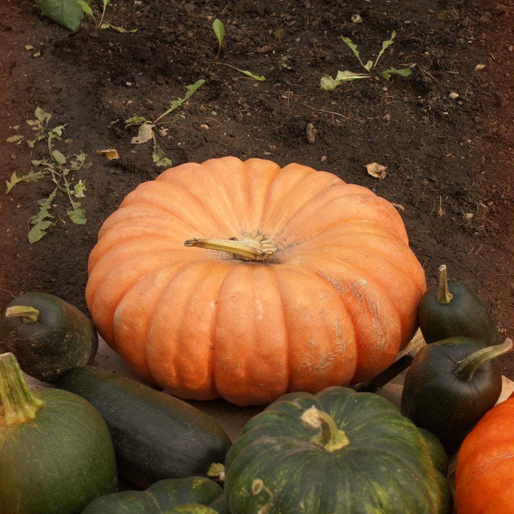 Pumpkin  Cinderella • قرع سندريلا - plantnmore