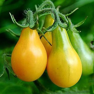 Tomato Yellow Pear • طماطم عرموطي اصفر - plantnmore