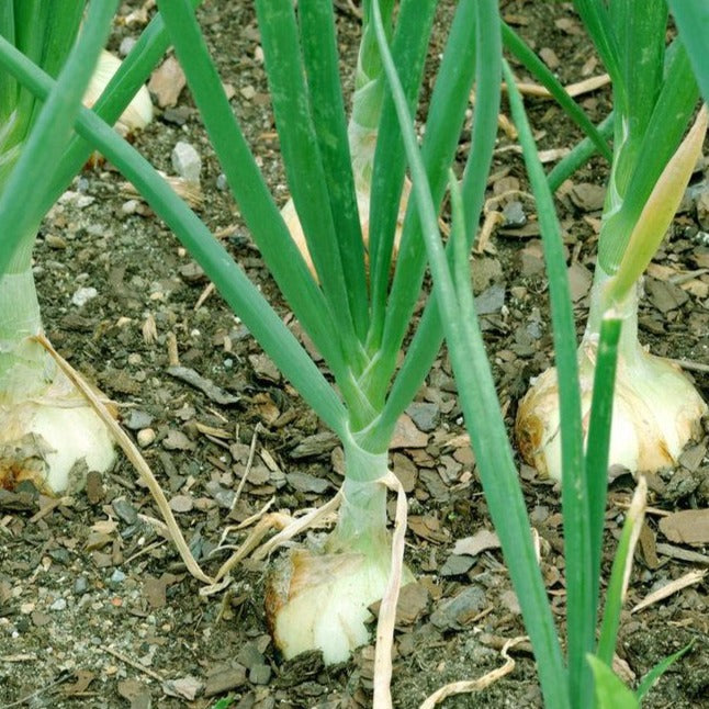 Onion Walla Walla  •بصل حلو - plantnmore