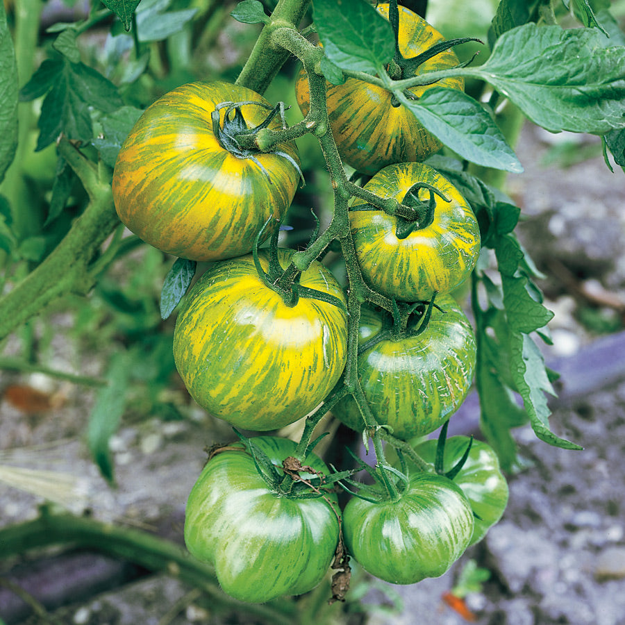 Tomato - Green Zebra • طماطم الزيبرا الاخضر - plantnmore