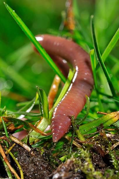 Live Earthworms ● دودة ارض حية - plantnmore