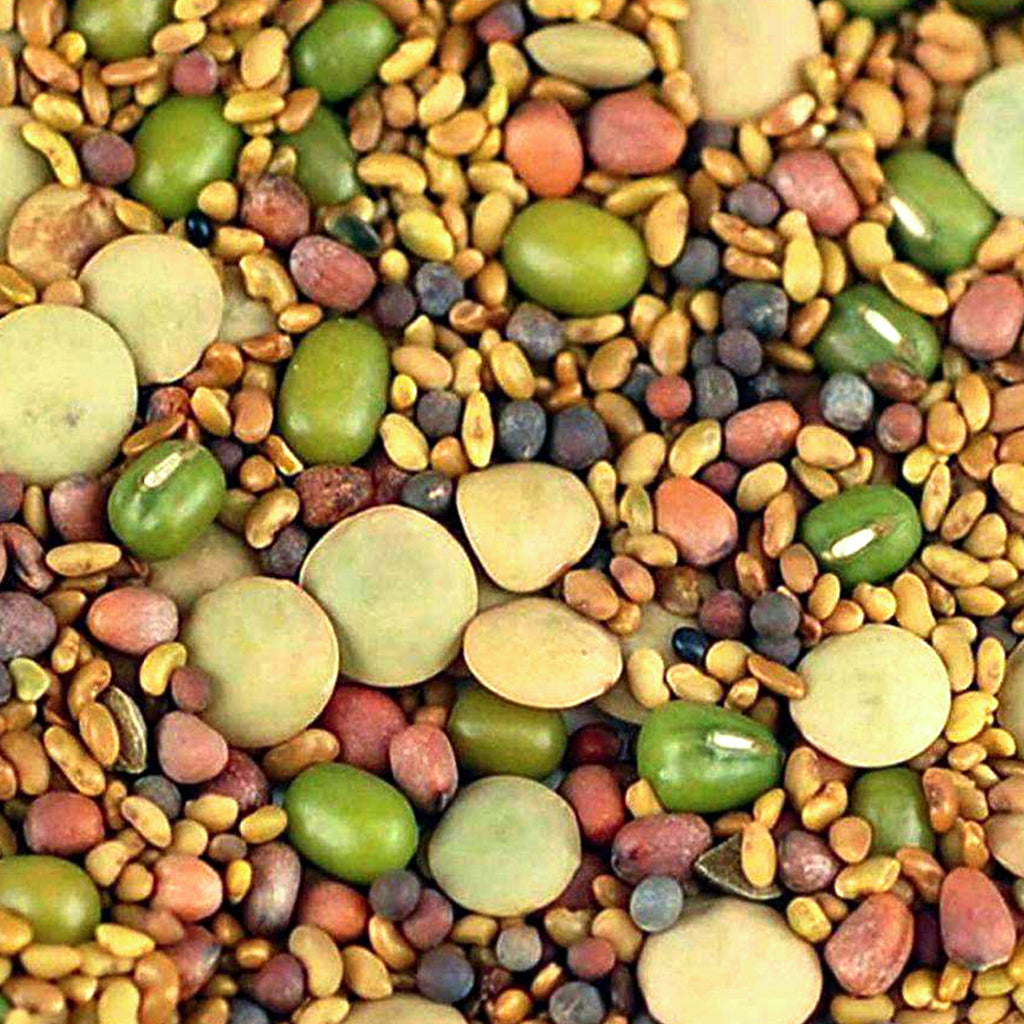 5 Part Salad Mix 114g• خلطة مكونة من ٥ حبوب للاستنبات - plantnmore