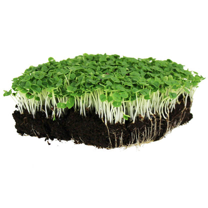 Basil Genovese Microgreen • ريحان ميكروجرين - plantnmore