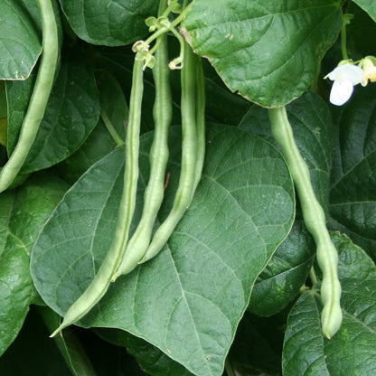 Bean Pole Kentucky • فاصوليا طويلة - plantnmore