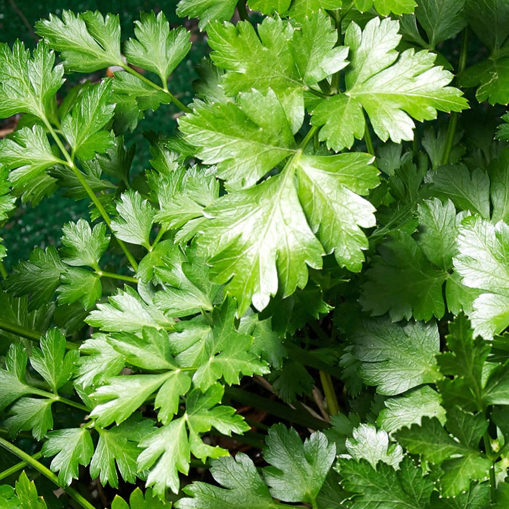 Parsley Italian Flatleaf • بقدونس ايطالي - plantnmore