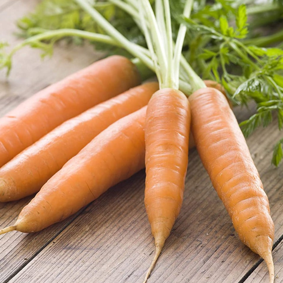 Carrot Little Fingers • جزر الاصابع الصغيرة - plantnmore