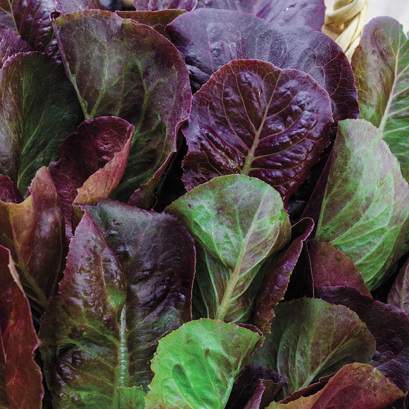 Lettuce Romain Cimmaron • خس احمر - plantnmore
