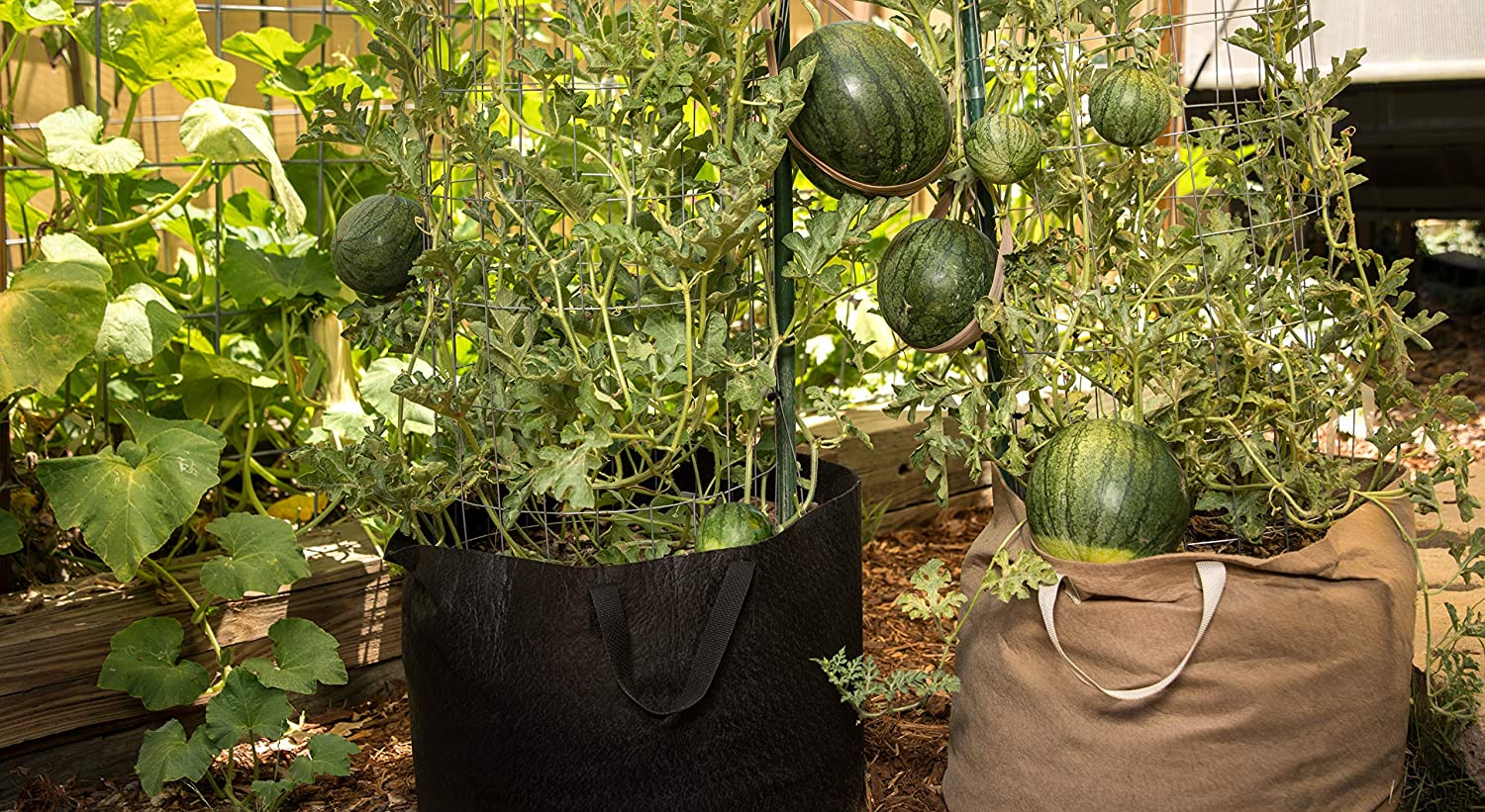 Natural Smart Pot 15Gallon Strap Handles ● حجم 15 جالون لون طبيعي مع مسكات - plantnmore
