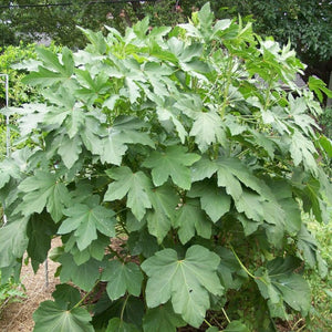 Okra Emerald Plant