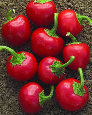 Sweet Cherry Pepper • فليلفلة شيري - plantnmore