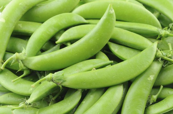 Peas Sugar Snap • بزاليا سكرية - plantnmore