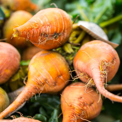 Beetroot Golden Detroit • شمندر برتقالي - plantnmore