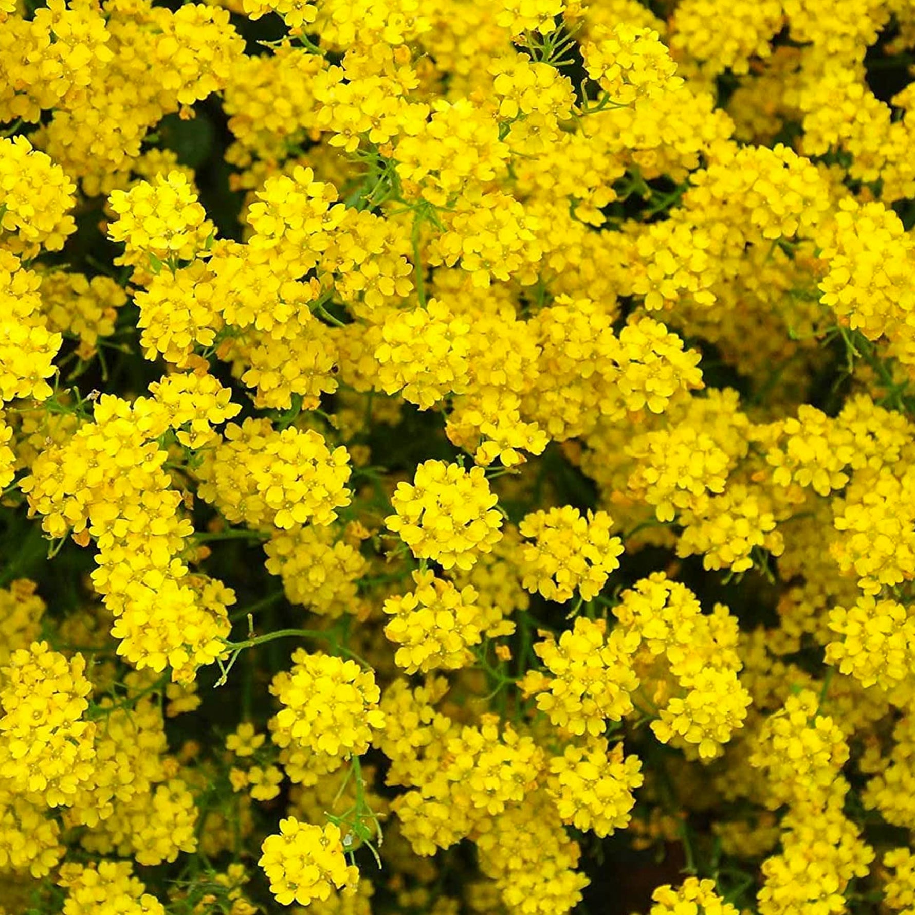 Alyssum Basket Of Gold • أليسيوم سلة الذهب - plantnmore