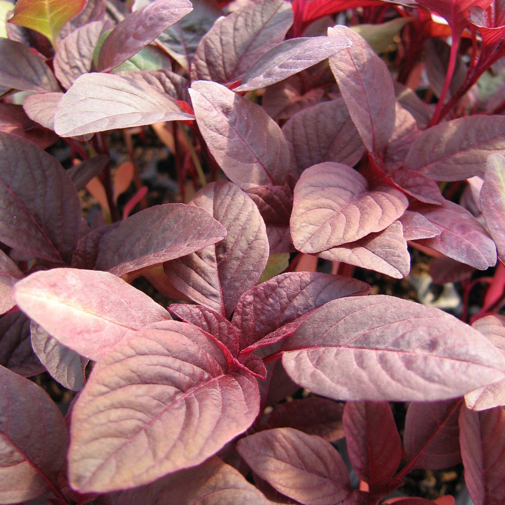 Amaranth • أمارانث أحمر - plantnmore