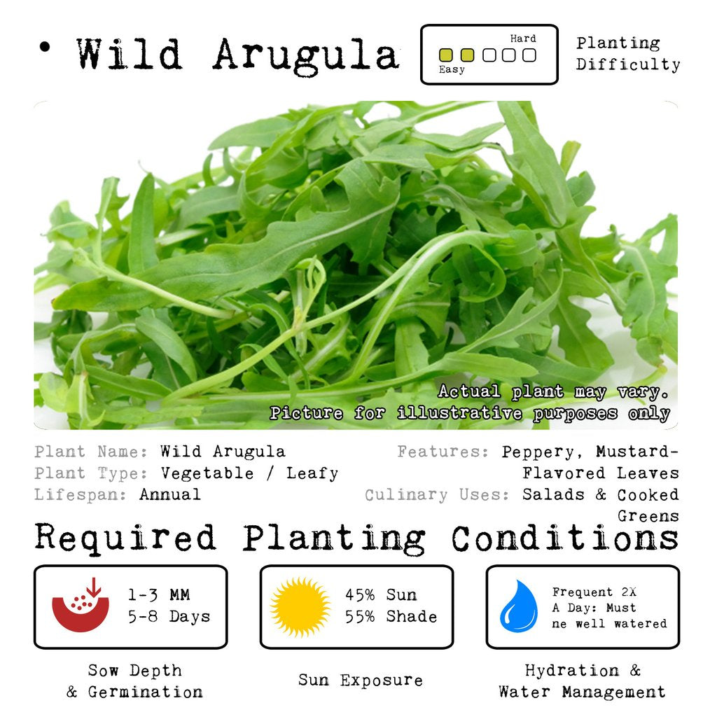Wild Arugula • جرجير بري - plantnmore