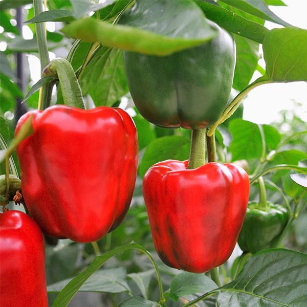 Big Red Sweet Pepper • فليفلة حلوة - plantnmore