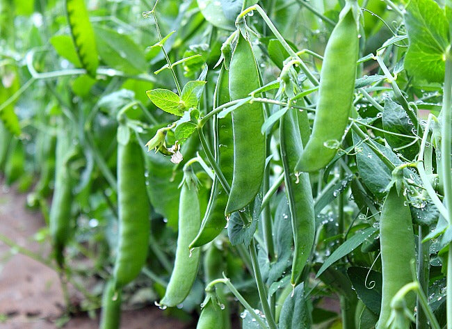 Peas Sugar Snap • بزاليا سكرية - plantnmore