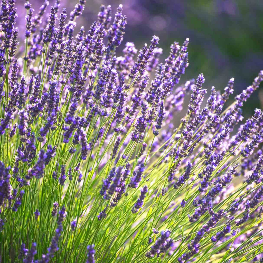 Lavender  • اللافندر - plantnmore