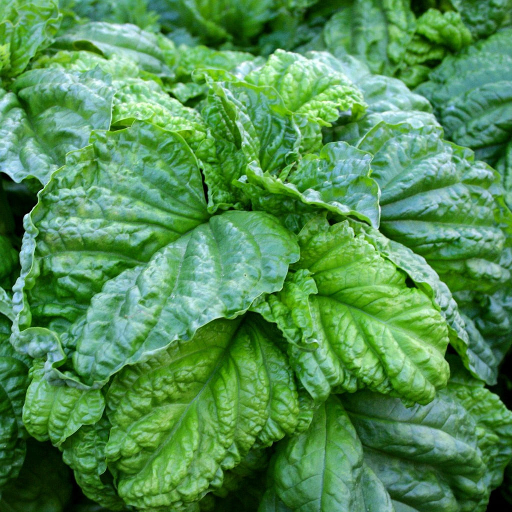 Lettuce Leaf Basil • ريحان عملاق - plantnmore