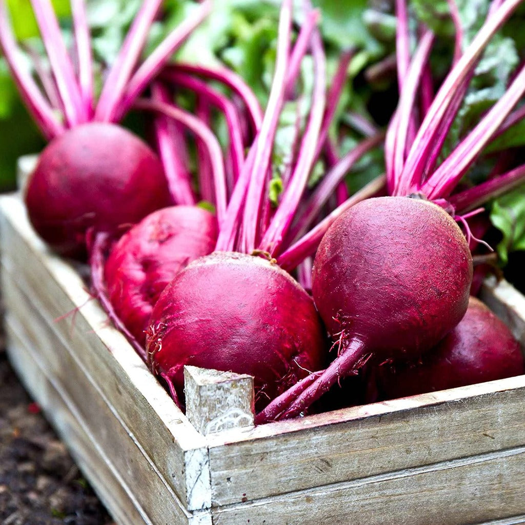 Beetroot Ruby Queen • شمندر أحمر سريع - plantnmore