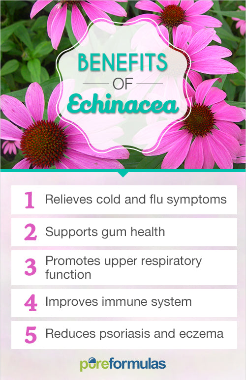 Echinacea Flower • زهرة الشنسا القنفذية - plantnmore