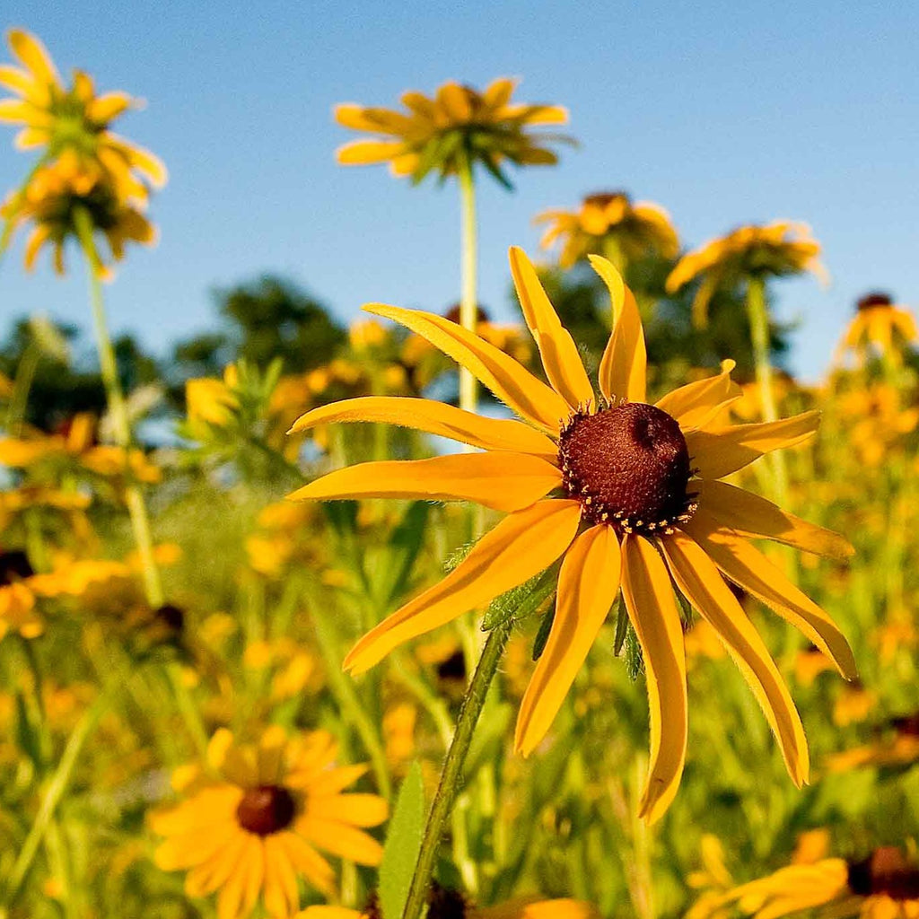 Black Eyed Susan • سوزان ذات العيون السوداء - plantnmore