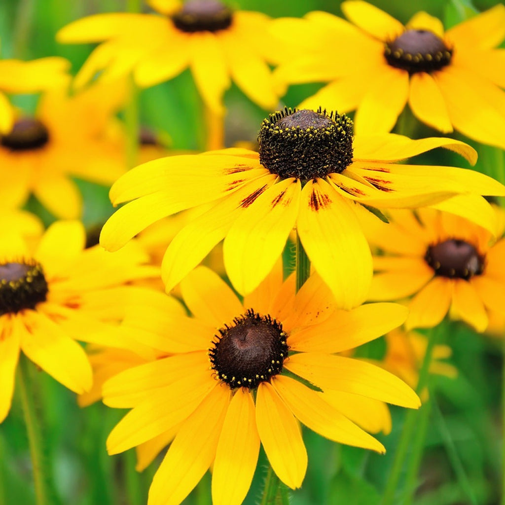 Black Eyed Susan • سوزان ذات العيون السوداء - plantnmore