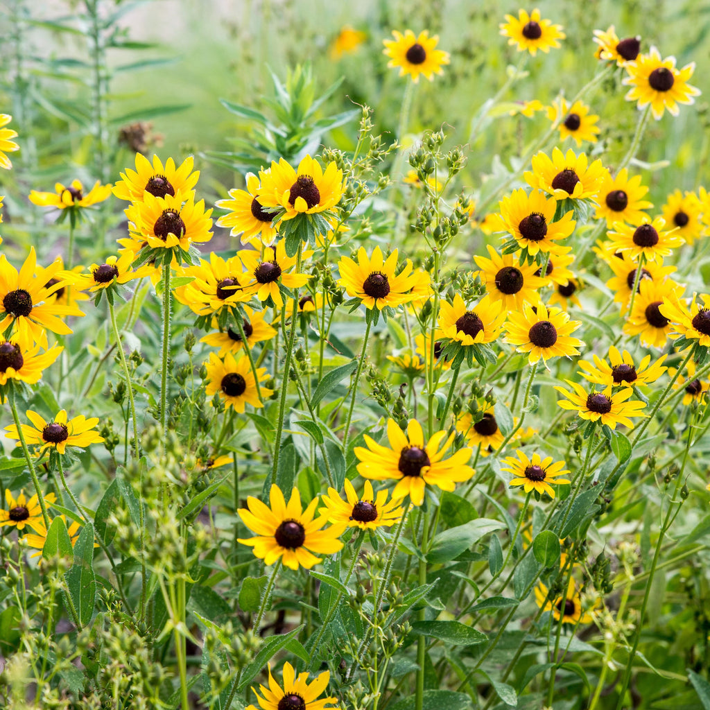 Black Eyed Susan • سوزان ذات العيون السوداء - plantnmore