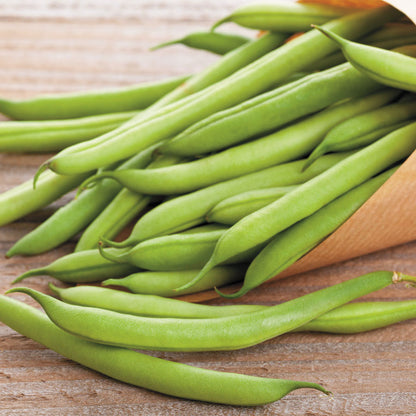 Bean Blue Lake Pole • فاصوليا طويلة متسلقة - plantnmore