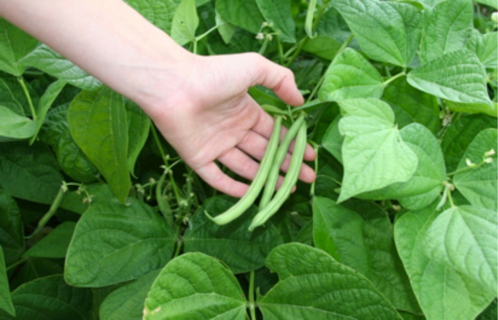 Bean Blue Lake Pole • فاصوليا طويلة متسلقة - plantnmore