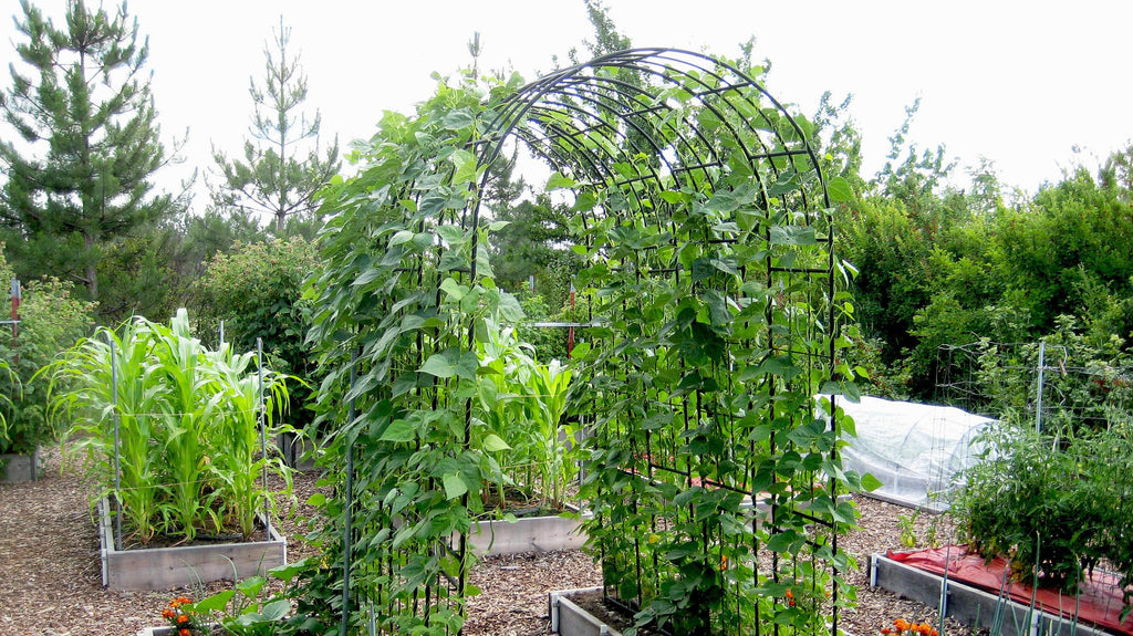 Bean Blue Lake Pole • فاصوليا طويلة متسلقة - plantnmore