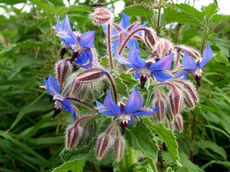 Borage • لسان الثور - plantnmore