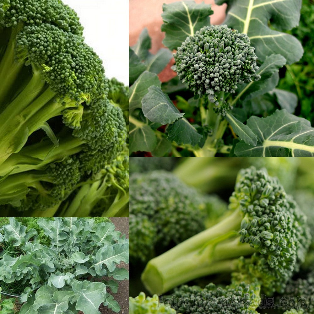 Broccoli Waltham • بروكولي والثام - plantnmore