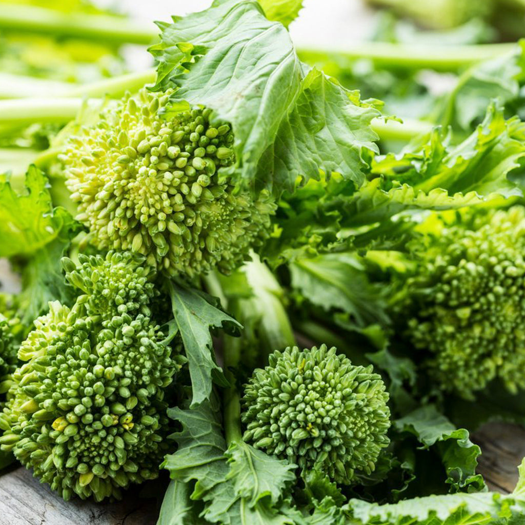 Broccoli Raab • بروكليني سريع - plantnmore
