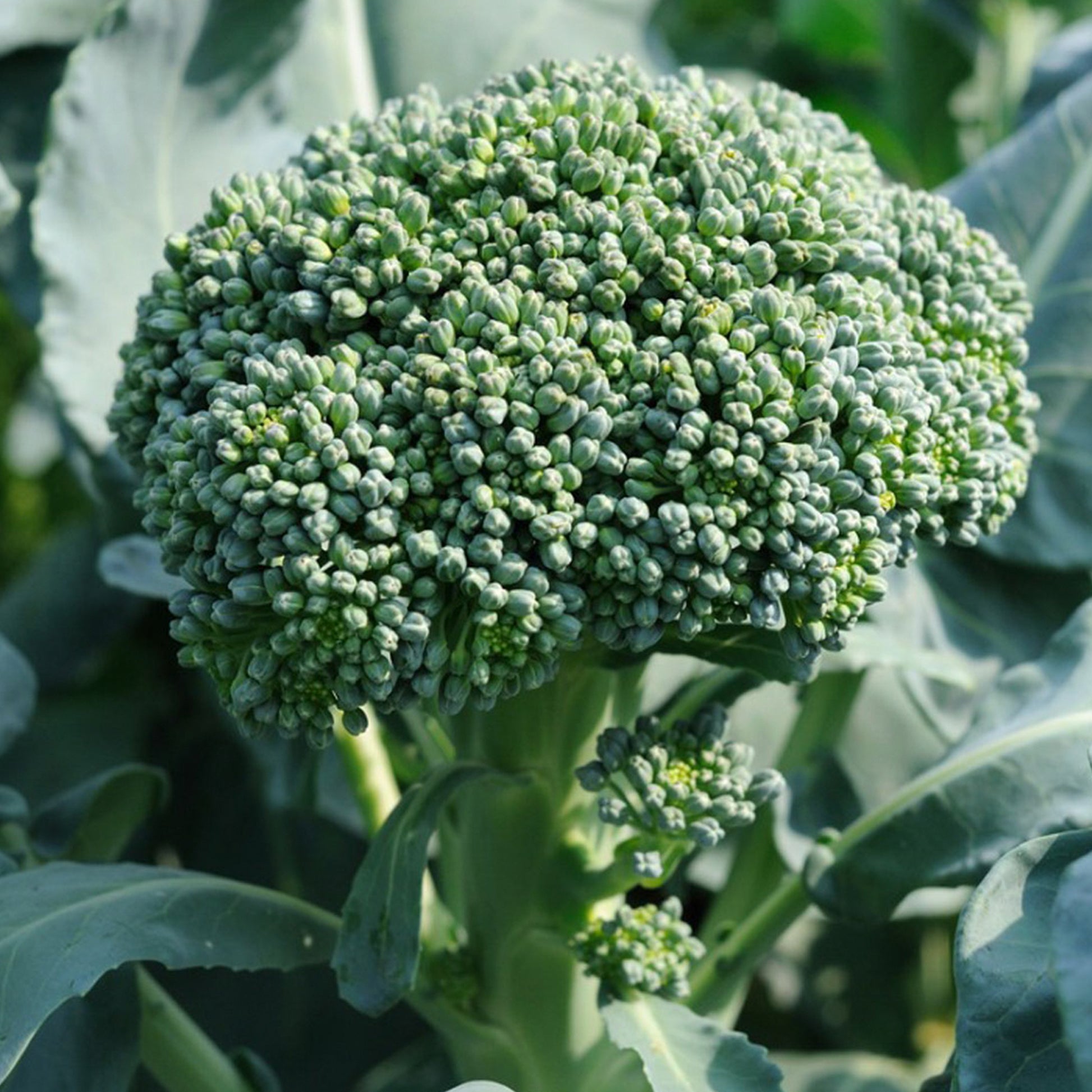 Broccoli Di Cicco • بروكلي دي كيجيو - plantnmore