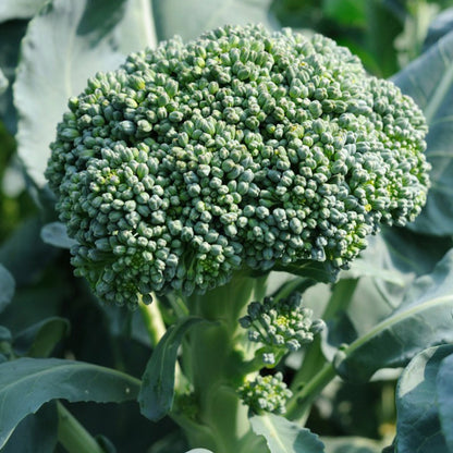 Broccoli Di Cicco • بروكلي دي كيجيو - plantnmore