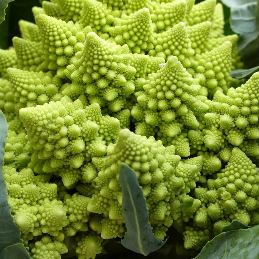 Broccoli Romanesco • بين البروكلي والزهرة - plantnmore