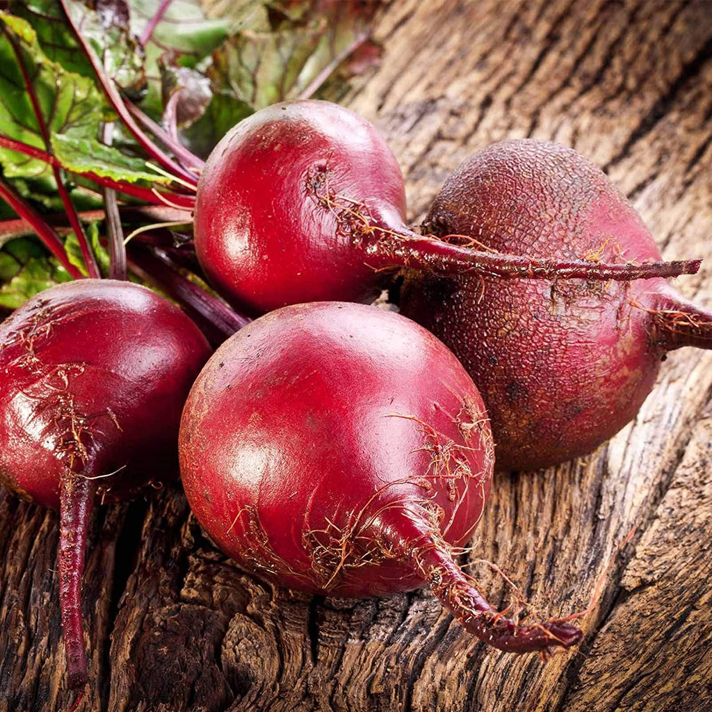 Bulls Blood Beetroot • شمندر ذو اوراق حمراء - plantnmore