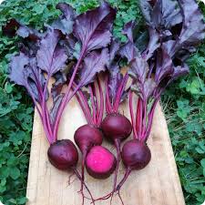 Bulls Blood Beetroot • شمندر ذو اوراق حمراء - plantnmore