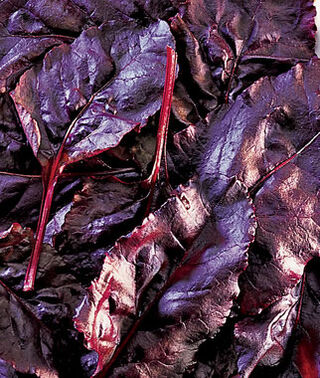 Bulls Blood Beetroot • شمندر ذو اوراق حمراء - plantnmore