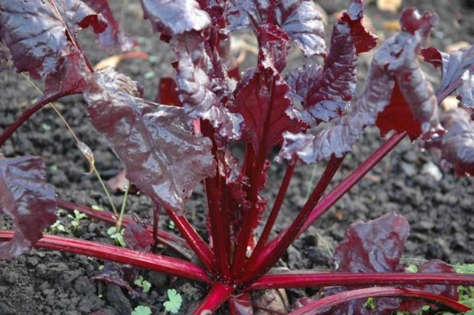 Bulls Blood Beetroot • شمندر ذو اوراق حمراء - plantnmore