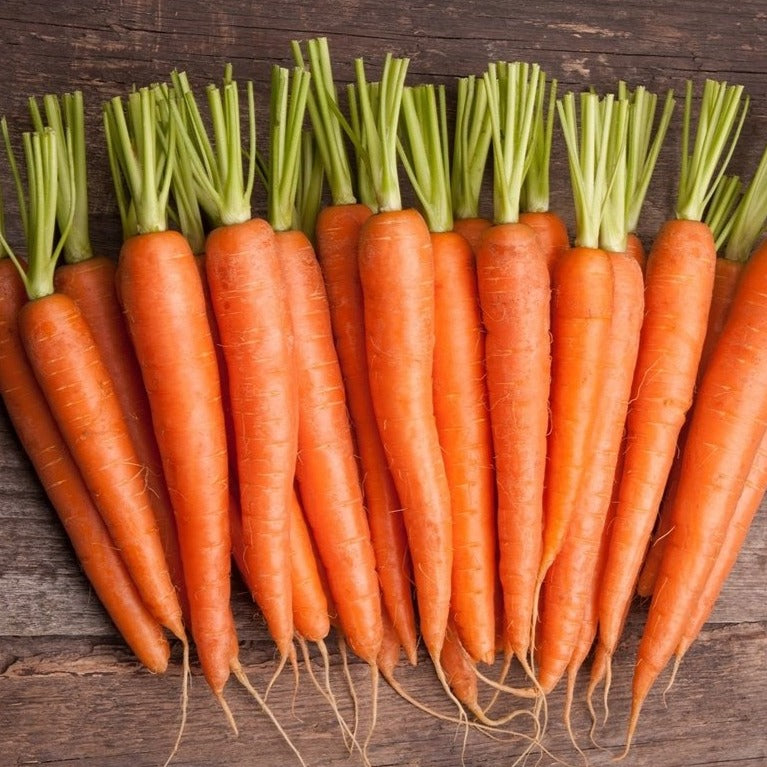 Carrot Scarlet Nantes •  جزر نانتس - plantnmore