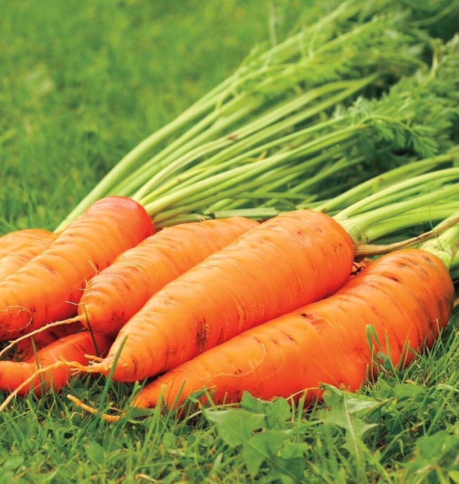 Carrot Danvers • جزر دانفرز - plantnmore