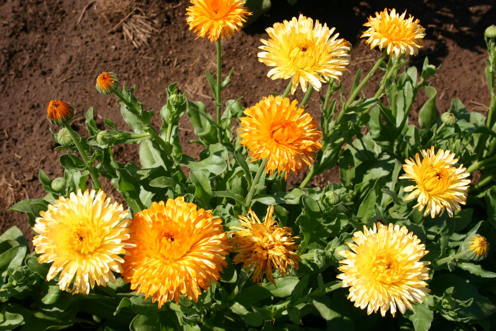 Calendula Pacific Beauty Mixture  • زهرة كالاندولا بديلة الزعفران - plantnmore